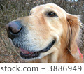 golden retriever, animal, animals 3886949