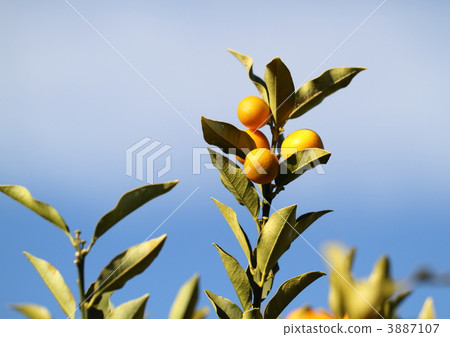 Branch kumquat and blue sky Branch kumquat and blue sky 3887107