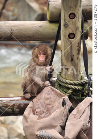 小猴子 野生動物 野生生物 3887279
