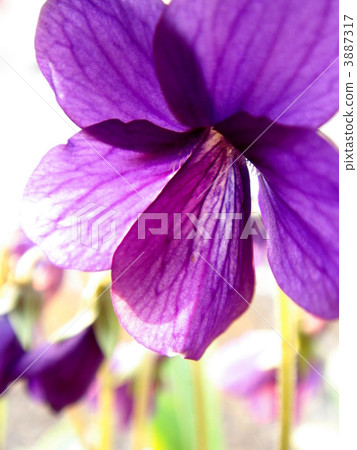 Nozomi染上茜草色(紫羅蘭色) Nozomi染上茜草色(紫羅蘭色) 3887317