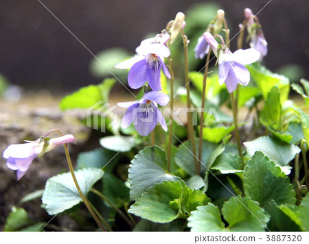 Kotachibosu（牡丹）（紫羅蘭色） 3887320