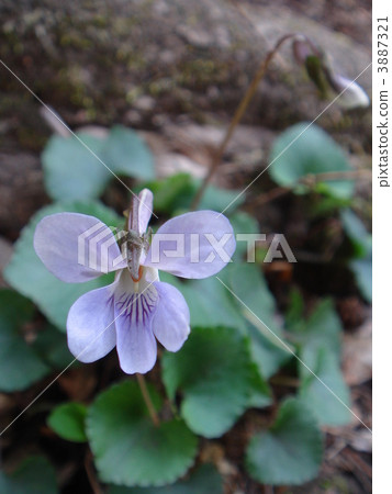 Tachibubosumiraira(紫羅蘭色) Tachibubosumiraira(紫羅蘭色) 3887321