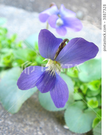 America Violetsysin (Papilliona care) 3887328