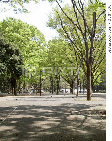 park, parks, ueno 3887338