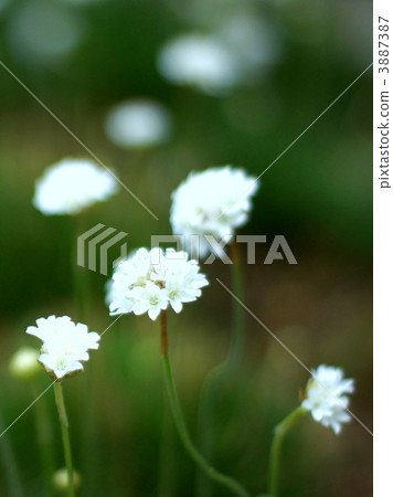 White Almeria 3887387