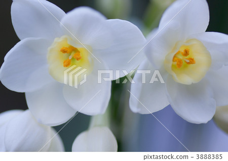 Narcissus 3888385
