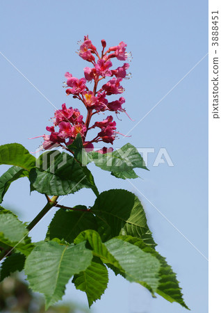 紅花栃木 3888451