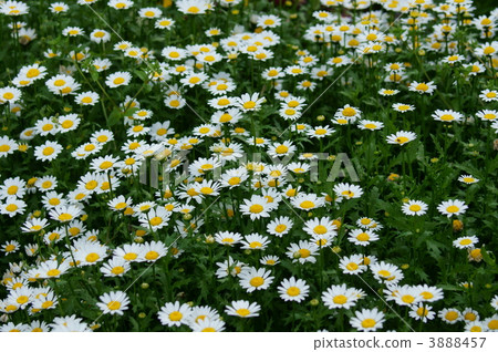 Chrysan semamu North Pole 3888457