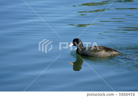 It is Otomo Oohban. 3888458