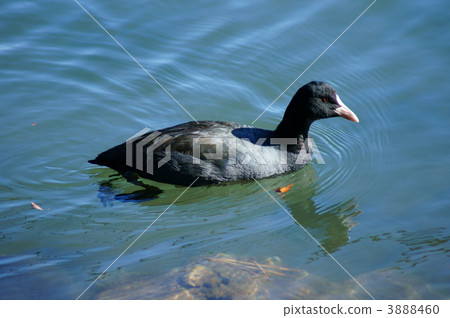 It is Otomo Oohban. 3888460