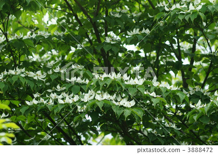 Yamao's white bracts Yamao's white bracts 3888472