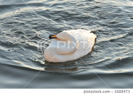 Swan Swan 3888473