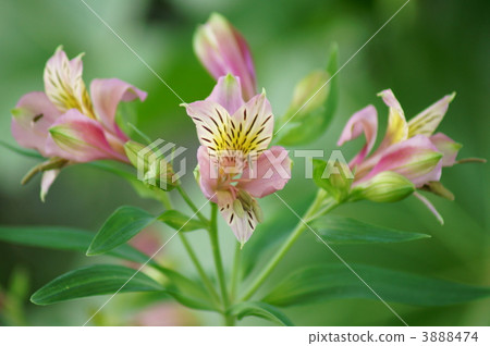 我叫Yuri Naruzen Alstroemeria。 我叫Yuri Naruzen Alstroemeria。 3888474