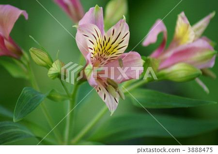 My name is Yuri Naruzen Alstroemeria. My name is Yuri Naruzen Alstroemeria. 3888475