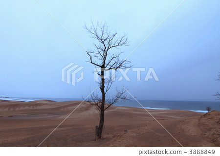 An old tree isolated in sand dunes 3888849