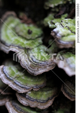 A kind of Saranokoshikake A kind of Saranokoshikake 3888860