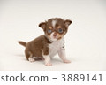 小狗 吉娃娃 毛孩 3889141