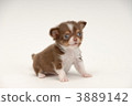 小狗 吉娃娃 毛孩 3889142