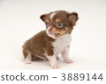 小狗 白色背景 白底 3889144