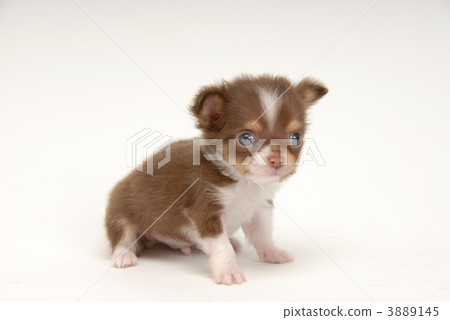 doggy, lapdog, puppies 3889145