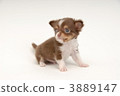 小狗 吉娃娃 毛孩 3889147