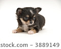 吉娃娃 毛孩 狗 3889149