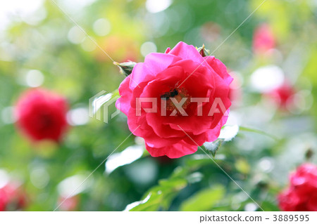 Roses of Yono Park 3889595
