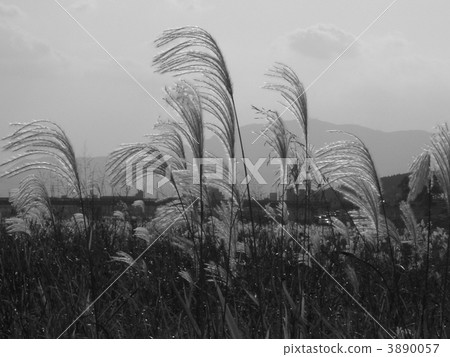 日本蒲葦 3890057