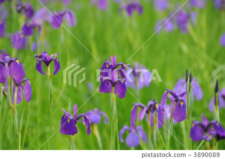 幻影花=花漬= 3890089