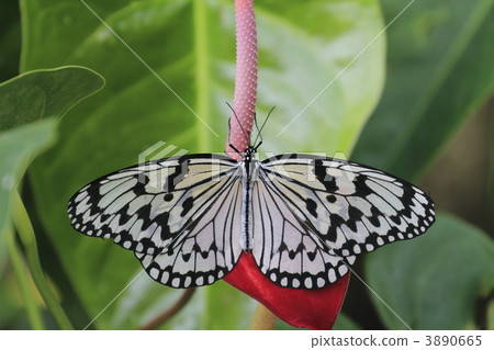 rice paper butterfly, tree nymph butterfly, butterfly 3890665