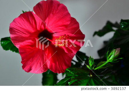 雌蕊群 槿 花朵 3892137