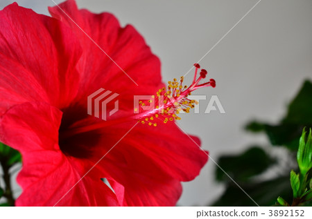 gynoecium, blank expression, copy-space 3892152