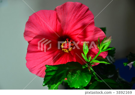 gynoecium, hibiscus, bloom 3892169