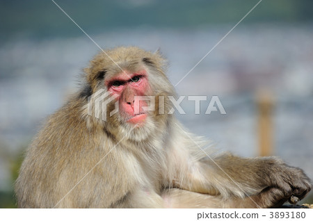 日本獼猴 Arashiyama Monkey Park 岩田山 日本獼猴 Arashiyama Monkey Park 岩田山 3893180