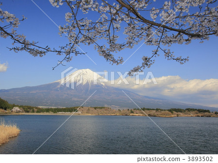 狸子湖 富士山 雪山 3893502