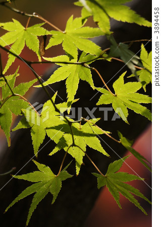 Acer palmatum 3894458