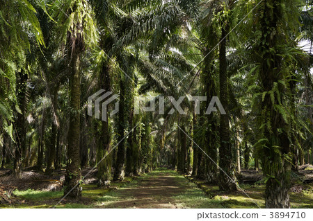 Oil palm Oil palm 3894710