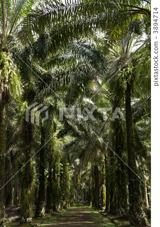 Oil palm Oil palm 3894714