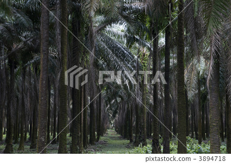 Oil palm Oil palm 3894718