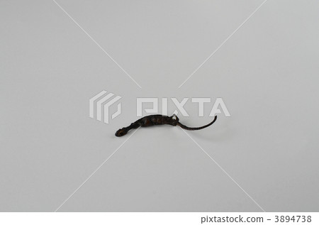Smoked salamander Smoked salamander 3894738