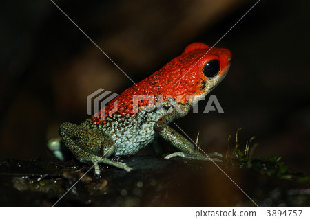 Strawberry half-tailed frog Strawberry half-tailed frog 3894757