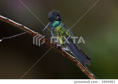 藍色馬賽克蜂鳥 藍色馬賽克蜂鳥 3894961