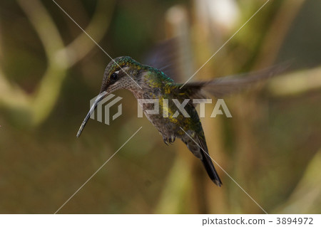 藍色馬賽克蜂鳥 藍色馬賽克蜂鳥 3894972