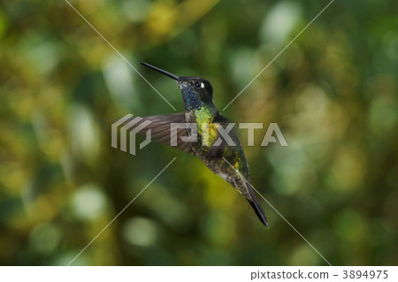 One kind of hummingbird One kind of hummingbird 3894975