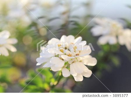 Teru Iberis Teru Iberis 3895377