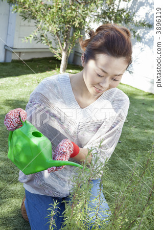 灑在植物的婦女水 3896119