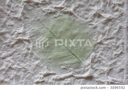 Japanese vegetable specimen washi 3896592