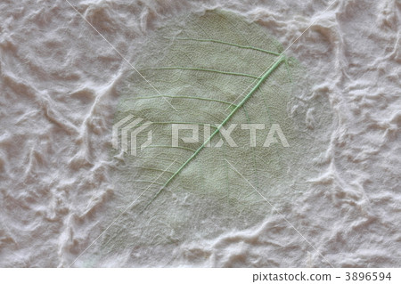Japanese vegetable specimen washi Japanese vegetable specimen washi 3896594
