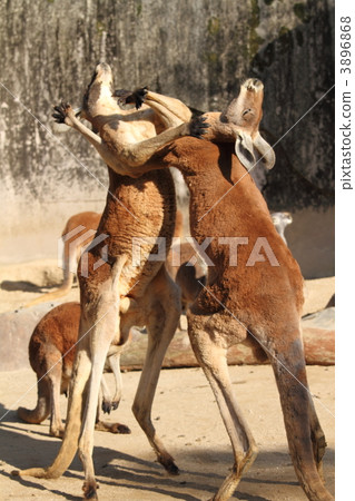 哪個冠軍賽冠軍？ 3896868