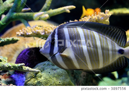 Hirenagahagi 3897556